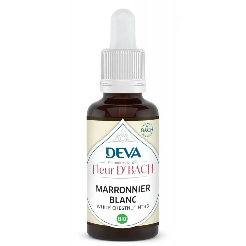 marronnier-blanc-white-chestnut (1).webp