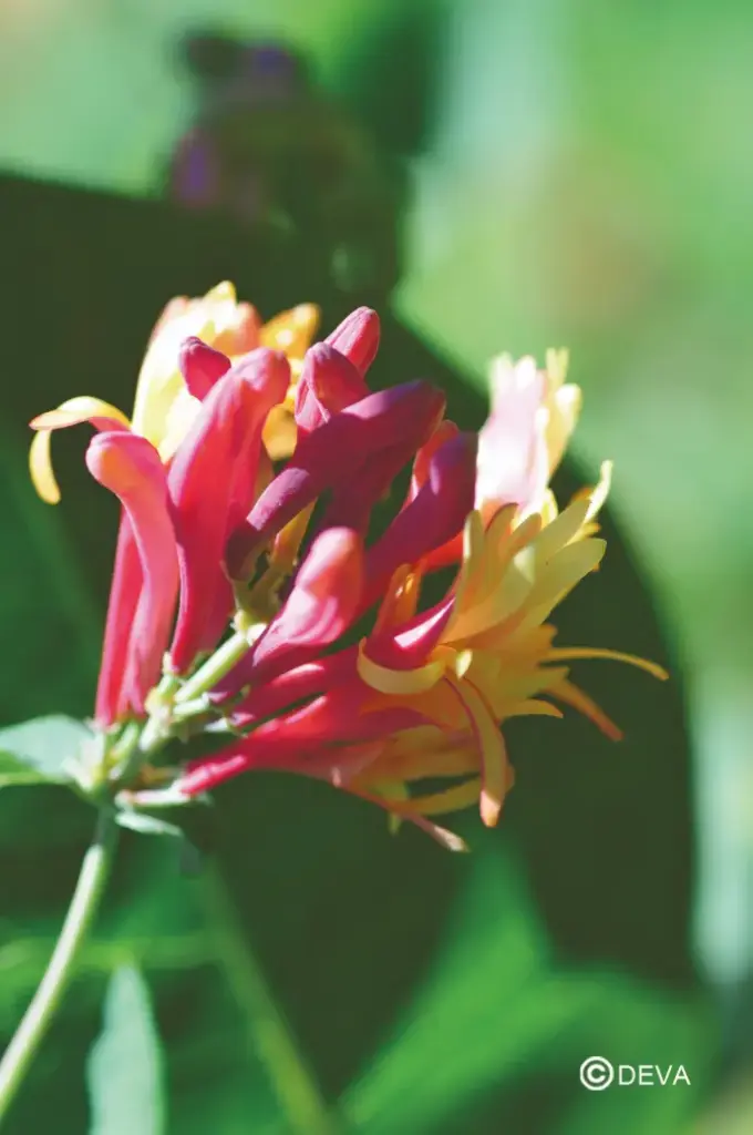 KAMPERFOELIE - Honeysuckle N°16 - 15ml