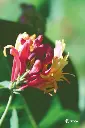 KAMPERFOELIE - Honeysuckle N°16 - 15ml