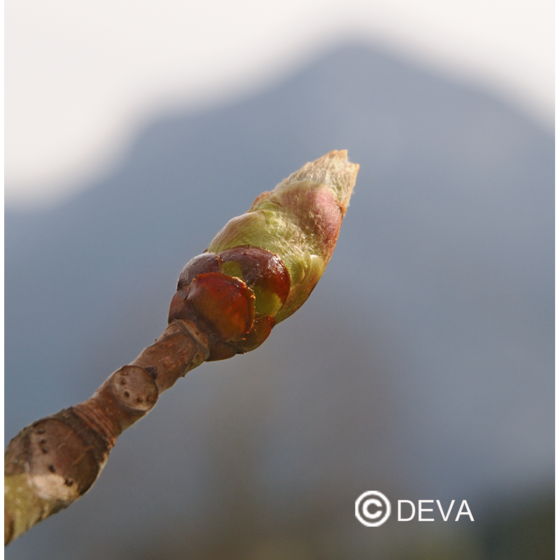 DEVA BOURGEON DE MARRONNIER  - Chestnut Bud 15ml - n° 07