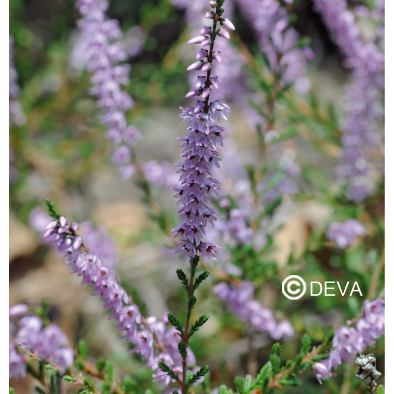 DEVA BRUYERE - Heather 15ml - n°14
