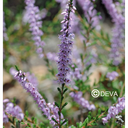 STRUIKHEIDE - Heather N°14 - 15ml
