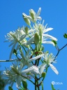 DEVA CLÉMATITE - Clematis 15ml - n°09