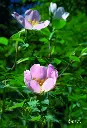HONDSROOS - Wild rose N°37 - 15ml