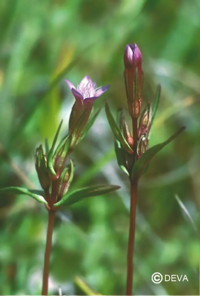 DEVA GENTIANE - Gentian 15ml - n°12