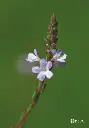 DEVA VERVEINE - Vervain 15ml - n°31