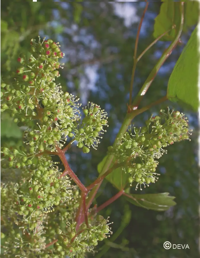 DEVA VIGNE - Vine 15ml - n°32