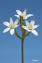 DEVA ETOILE BETHLEEM - Star Beth. 15ml - n°29
