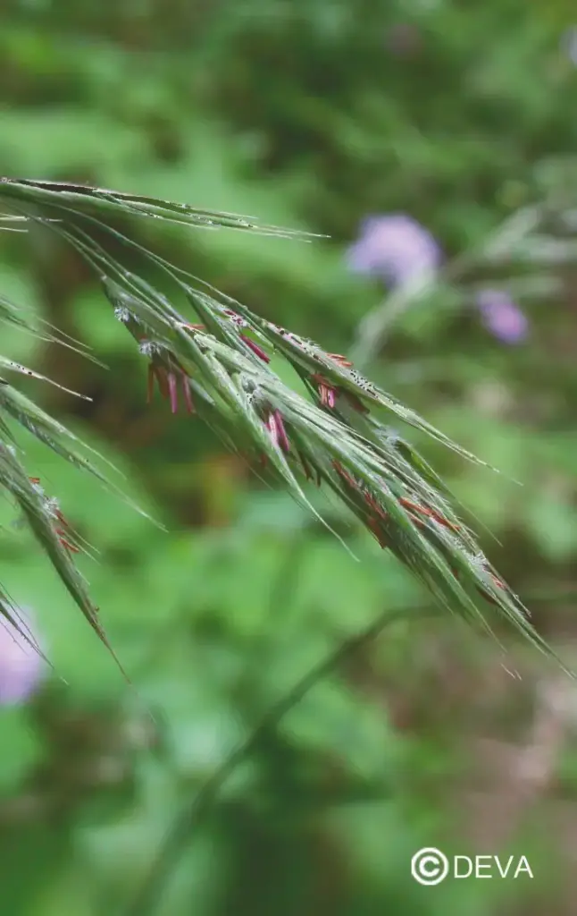 DEVA FOLLE AVOINE - Wild Oat 15ml - n°36