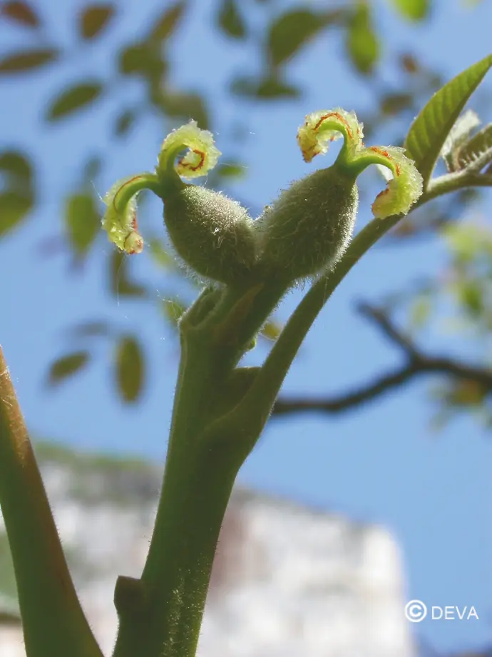 DEVA NOYER - Walnut 15ml - n°33