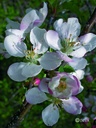 APPEL - Crab Apple N°10 - 15ml