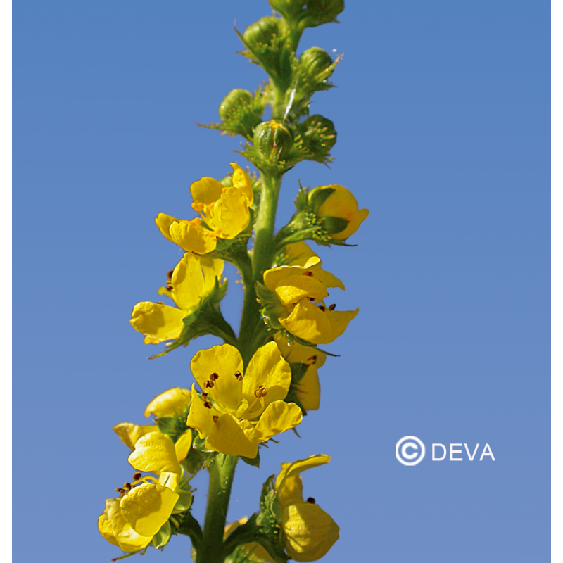 DEVA AIGREMOINE - Agrimony 30ml - n°1