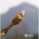 DEVA BOURGEON MARRON. - Chestnut Bud 30ml - n°7