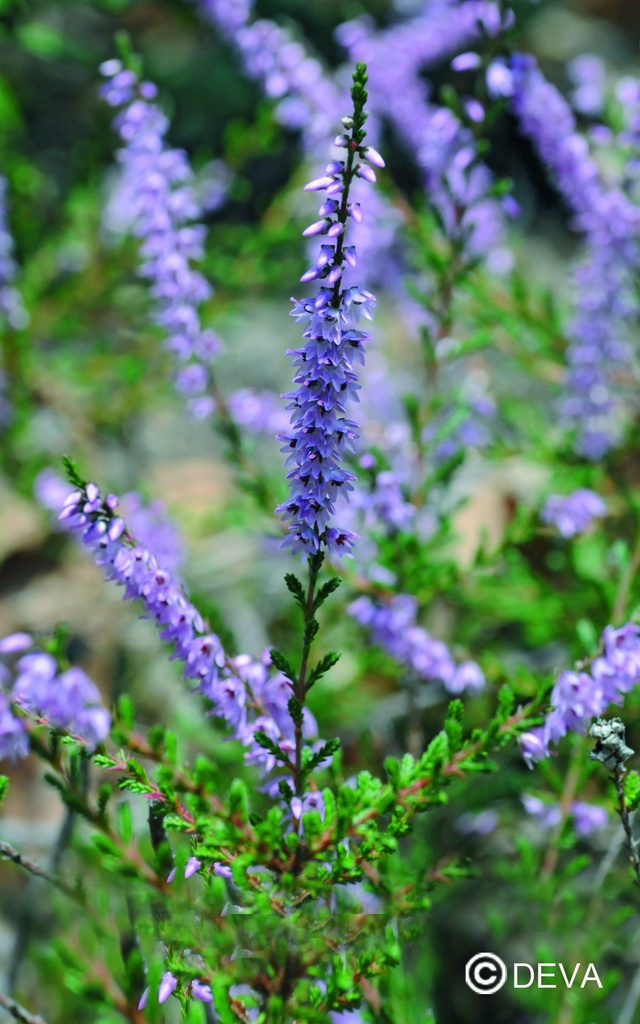 DEVA BRUYERE - Heather 30ml - n°14