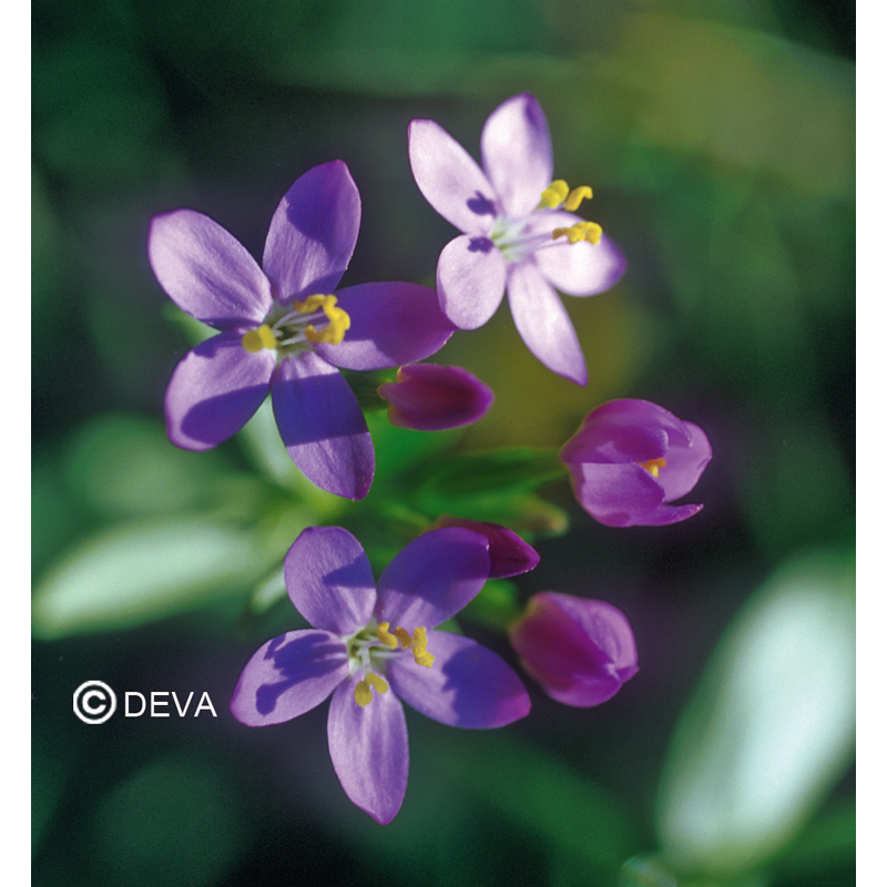 DEVA CENTAURÉE - Centaury 30ml -n°4