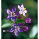 DUIZENDGULDENKRUID - Centaury N°4 - 30ml