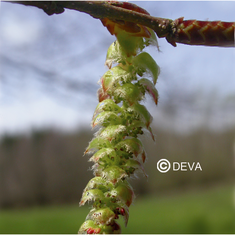 HAAGBEUK - Hornbeam N°17 - 30ml