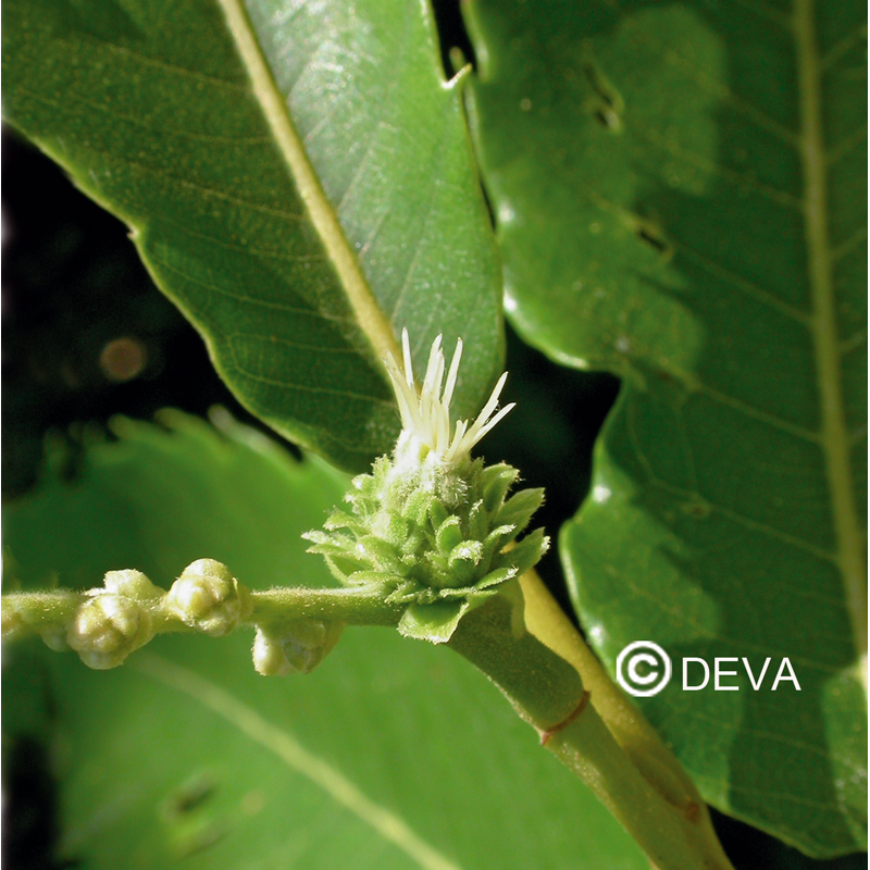 TAMME KASTANJE - Sweet Chestnut N°30 - 30ml