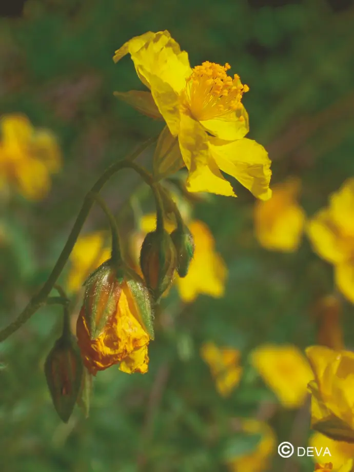 DEVA HÉLIANTHEME - Rock Rose 30ml - n°26