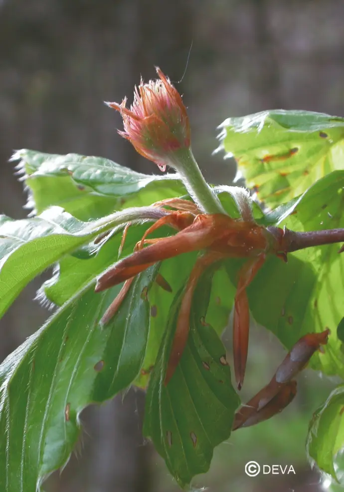 DEVA HETRE - Beech 30ml - n°03