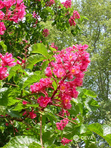 DEVA MARRONNIER ROUGE - Red Chestnut 30ml - n°25