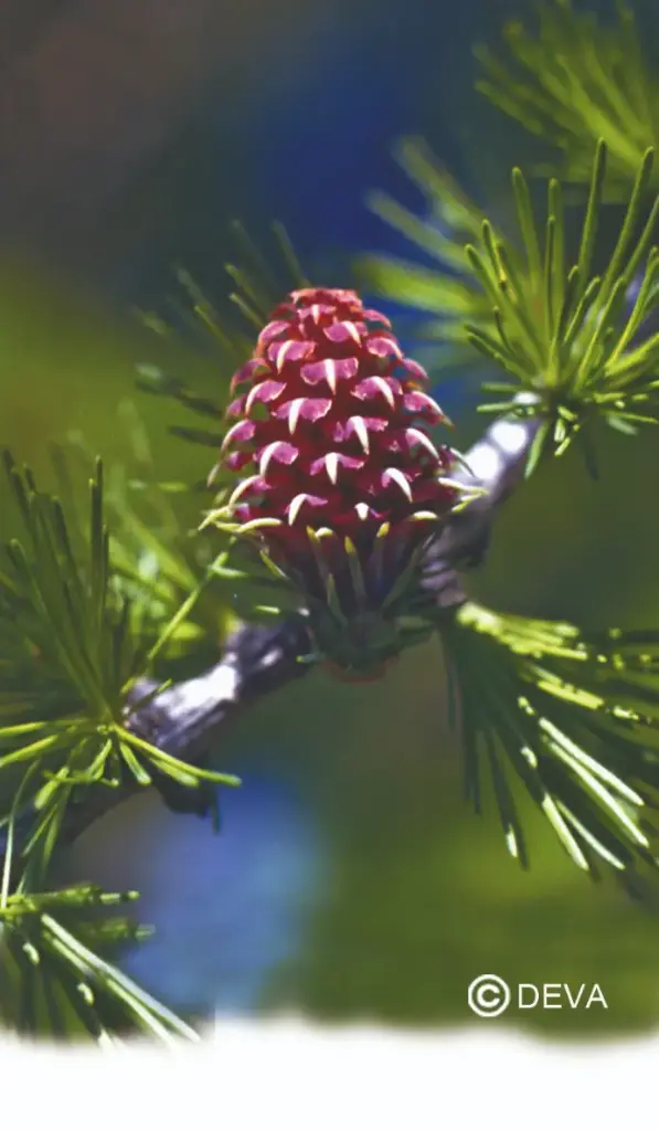 DEVA MÉLEZE - Larch 30ml - n°19