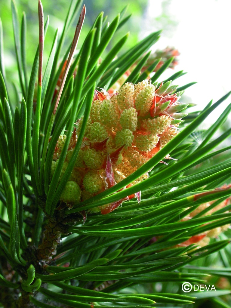 DEVA PIN SYLVESTRE - Pine 30ml - n°24