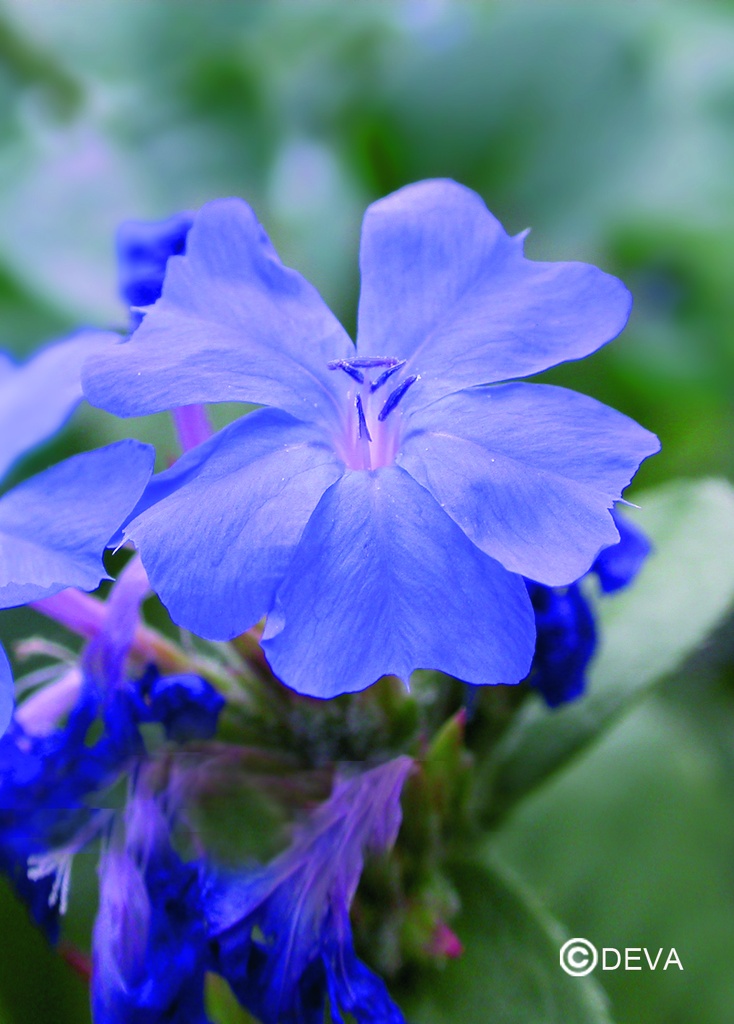 DEVA PLUMBAGO - Cerato 30ml - n°5
