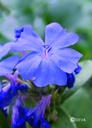 DEVA PLUMBAGO - Cerato 30ml - n°5