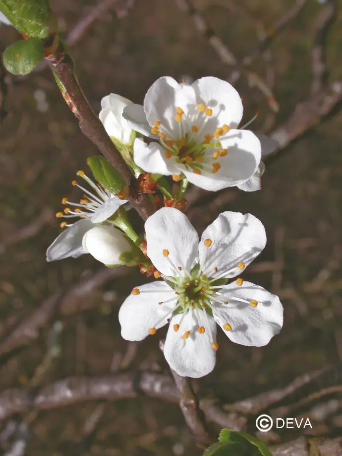 DEVA PRUNUS - Cherry Plum 30ml - n°06