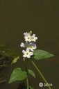 DEVA VIOLETTE D'EAU - Water violet 30ml - n°34