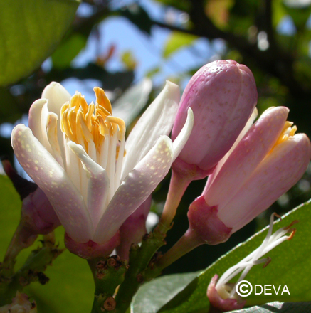 DEVA CITRONNIER 30ml