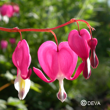 DEVA COEUR DE MARIE 30ml 