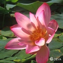 DEVA LOTUS 30ml