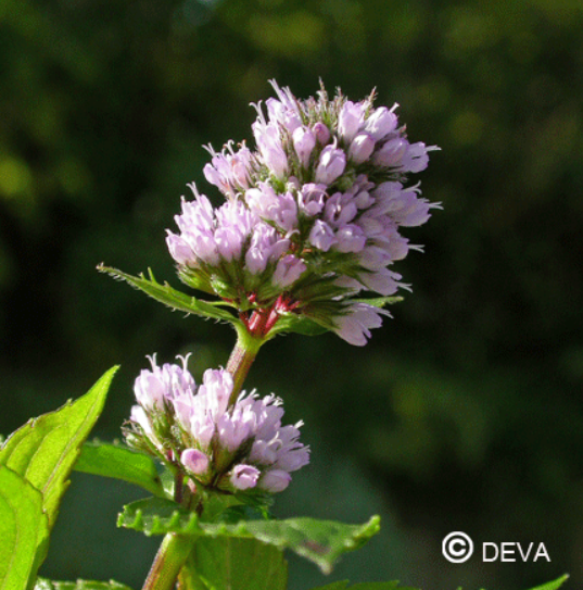 DEVA MENTHE POIVREE 30ml