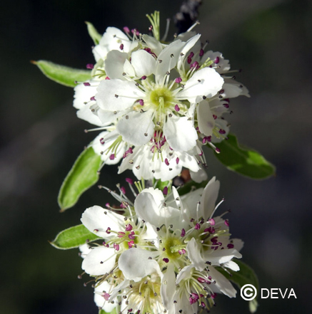 DEVA POIRIER BIO 30ml - Perenboom BIO 30ml
