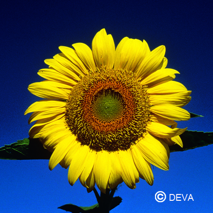DEVA TOURNESOL 30ml