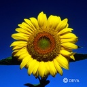 Zonnebloem 30ml