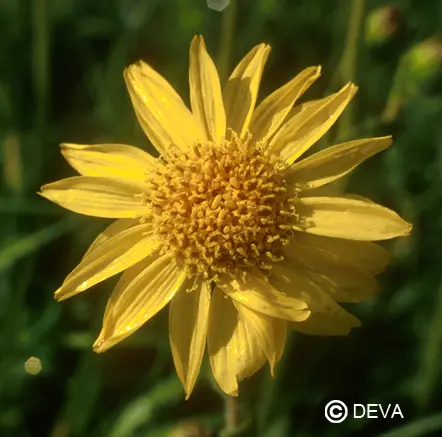 DEVA ARNICA 15ml 