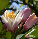DEVA CITRONNIER 15ml 