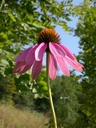 ECHINACEA 15 ml
