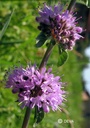 Polei 15ml