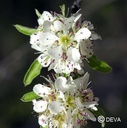 DEVA POIRIER 15ml 