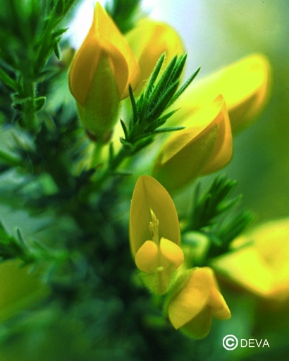 [ART0062] DEVA AJONC  - Gorse 15ml - n°13