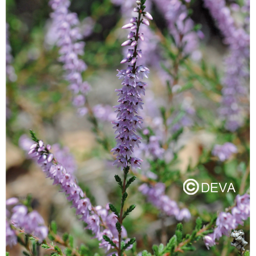 [ART0064] DEVA BRUYERE - Heather 15ml - n°14