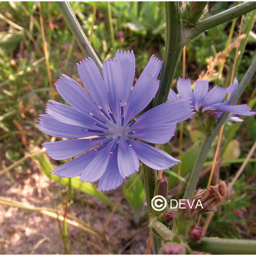[ART0070] DEVA CHICORÉE - Chicory 15ml - n°08