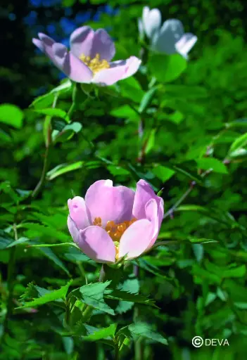 [ART0073] DEVA EGLANTIER - Wild Rose 15ml - n°37