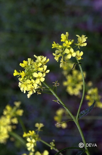 [ART0085] DEVA MOUTARDE - Mustard 15ml - n°21