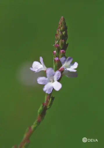 [ART0097] DEVA IJZERHAR - Vervain 15ml - n°31