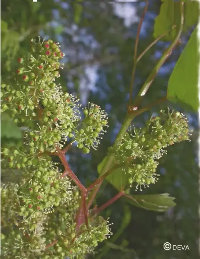 [ART0098] DEVA VIGNE - Vine 15ml - n°32